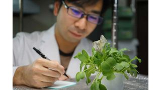 Yu Okamura mit sich paarenden Kohlweißlingsfaltern (Pieris brassicae). Die Larven von Schmetterlingslinien, die nach der CRISPR-Cas9-Genom-Editierung keines der beiden Entgiftungsenzyme mehr besaßen, konnten die Senfölbombe der Wirtspflanze nicht richtig entschärfen. Ihr Wachstum und ihre Überlebenrate waren stark reduziert. (Bild: Yawako Kawaguchi)
