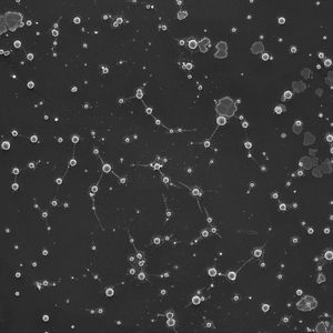 (© Tetyana Milojevic)