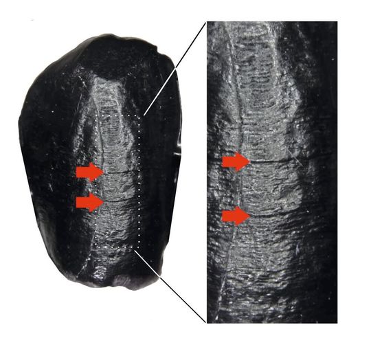 Makroaufnahme einer hochaufgelösten Replik des unteren rechten Eckzahns eines Neandertalers aus der Fundstelle Le Moustier (Frankreich). Defekte in der Zahnschmelzentwicklung sind mit roten Pfeilen markiert. (Bild:  Foto: Kate McGrath; Abbildung: Laura S. Limmer)