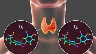 Schilddrüsenhormone sorgen unter anderem dafür, dass wir uns besser konzentrieren können. (Symbolbild) (Bild: Dr_Microbe - stock.adobe.com)