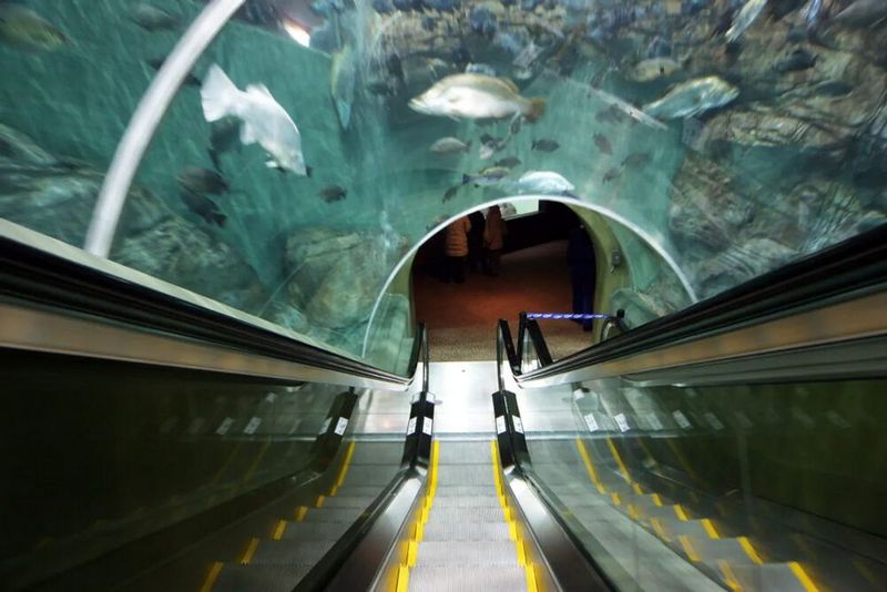 Unter Wasser: Im Ocean Aquarium in Schanghai können Besucher während der Fahrt ganz in Ruhe die Meeresbewohner bewundern. (Bild: Frank Elschner/Thyssen Krupp)