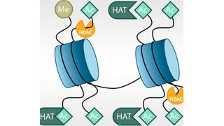 Der neue Assay von Promega ermöglicht Wissenschaftlern die Aktivität der Histon-Deacetylase 2 (HDAC2) in Zellen, Extrakten oder aus aufgereinigten Enzymen zu bestimmen. (Bildausschnitt) (Bild: Promega)