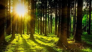 Ein internationales Forschungsteam unter Leitung der ETH Zürich hat aus Messungen von radioaktivem Kohlenstoff in Baumringen die Sonnenaktivität bis ins Jahr 969 rekonstruiert. (Symbolbild) (Bild: gemeinfrei)