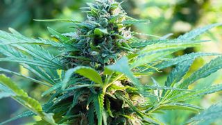 Abb. 1: Vielfach begehrt – der psychoaktive Inhaltsstoff der Hanfpflanze THC  (©sashagrunge/Fotolia.com)