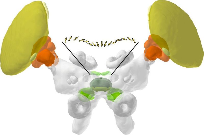 Das Gehirn der Wüstenheuschrecke in schematischer Darstellung (Frederick Zittrell, Uwe Homberg)