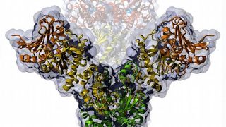 Das Grafik zeigt die scherenartige Bewegung des Hitzeschockproteins Hsp90 in der offenen und der geschlossenen Form (Hintergrund). Die Arbeitsweise des Proteins haben nun zwei Gruppen der TUM aufgeklärt.  (Bild: TUM)
