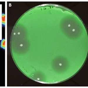 Fluoreszierende Sensorbakterien, helfen den Forschenden dabei, antimikrobielle Peptide wie Bacteriocine zu detektieren. Die Fluoreszenzmikroskopischen Aufnahmen zeigen einzelne Bakterien (A) bzw. Kulturen auf Agarplatten (B und C).  (A) Bei Kontakt mit dem Bacteriocin leuchten die Sensorbakterien im Außenbereich blau-grün. (B) Rund um die weißen Kolonien eines Bacteriocin-Produzenten sind deutlich die Hemmhöfe im Rasen der fluoreszenten Sensorbakterien zu sehen. (C) In Abhängigkeit zur Verdünnung (von rechts nach links zunehmend) und der Bacteriocin-Konzentration (von unten nach oben zunehmend) wird das Wachstum der Sensorbakterien gehemmt. 