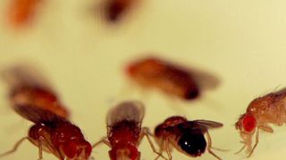 In der Natur ernährt sich die Fruchtfliege Drosophila melanogaster von reifem Obst. Eine Ernährung, die genau auf die Aminosäuren ihres Körpers abgestimmt ist, lässt die Fliegen schneller wachsen.   (MPI f. Biologie des Alterns/Grönke)
