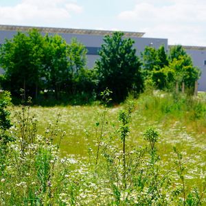 Biotope in drei Werksteilen von BMW in Dingolfing dienen als grüne Ausgleichsflächen und Lebensraum für Insekten und kleine Säugetiere.(Bild:  BMW)