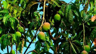 Auch beim Mangoanbau werden Pflanzenschutzmittel eingesetzt. (gemeinfrei)