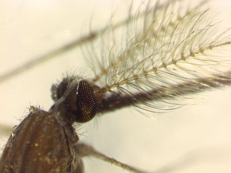 Die aufgestellten Härchen auf ihren Antennen helfen Mückenmännchen, besser zu hören. Das ist auch für die Paarung wichtig: Im Schwarm erkennen die männlichen Mücken die Weibchen am tieferen Flugton.