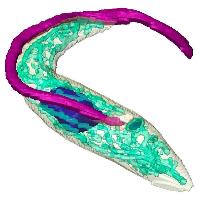 Wie Komplexe Zellen Entstanden Sind