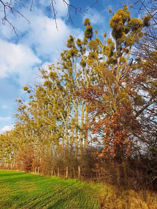 Mistelplage(Bild:  Nils Horbelt/Max-Planck-Institut für Kolloid- und Grenzflächenforschung)