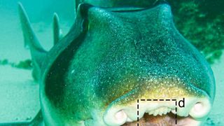 Port-Jackson-Stierkopfhai – im hervorgehobenen Bildausschnitt sind die Zahnreihen zu erkennen. (Bild: Max-Planck-Institut für Kolloid- und Grenzflächenforschung)