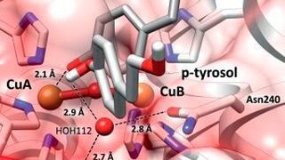 Blick in das katalytische Zentrum einer Tyrosinase: Die zwei Aminosäuren Glu235 und Asn240 fixieren ein Wassermolekül HOH112, das dem Substrat (p-Tyrosol) ein Proton entreißt (weiß). Das entstandene Phenolat kann nun an das Kupferion (CuA) binden und die Tyrosinase-Reaktion starten. (Institut für Molekulare Biophysik)