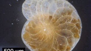 Foraminiferen sind für ihr Überleben auf ihre Symbionten, die Kieselalgen, angewiesen. Im Bild ist die in der Studie untersuchte Foraminiferen-Art Heterostegina depressa gezeigt. (Rosa Grafl)