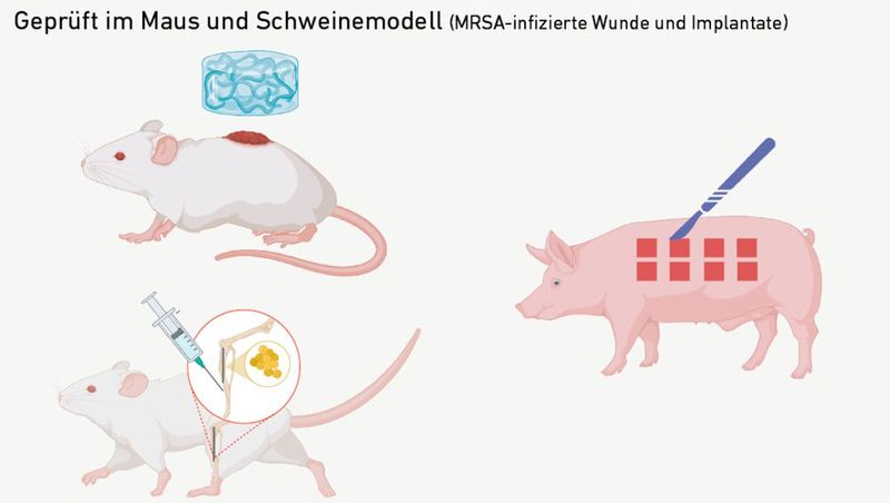 Teil 6: Die antibakterielle Wirksamkeit und Geweberegeneration der Nano-NETs wurde in drei In-vivo-Modellen validiert, darunter MRSA-infizierte Hautwunden bei Mäusen und Schweinen sowie ein Mausmodell für Protheseninfektionen. (Bild: Fig. 1 (verändert) / Xuan Q et al. / CC BY 4.0 / nature.com)