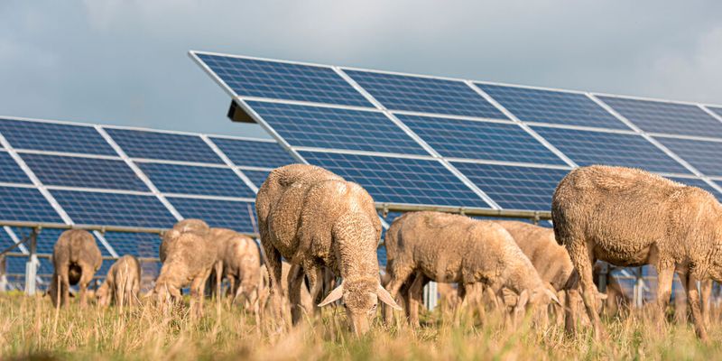 The solar panels have helped to rejuvenate the grasslands of Talatan. (Source: Karoline Thalhofer - stock.adobe.com)