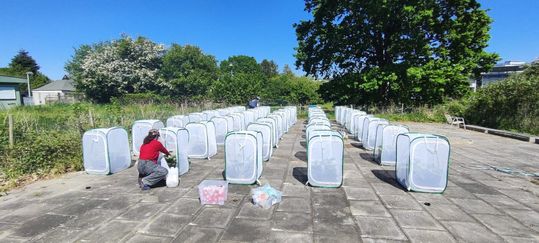 Aufbau des Semi-Field-Experiments: Das Team setzte die Tiere und Pflanzen in kleine, insektendichte Käfige.(Bild:  © Andrés García, Uni Kiel)
