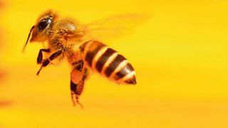 Die Vielfalt der Bienen soll mit einer Genbank gesichert werden (Symbolbild). (gemeinfrei, hansbenn)