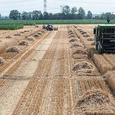 Getreideernte im Statischen Düngungsversuch in der UFZ-Versuchsstation Bad Lauchstädt (Sachsen-Anhalt). (Bild: André Künzelmann / UFZ)