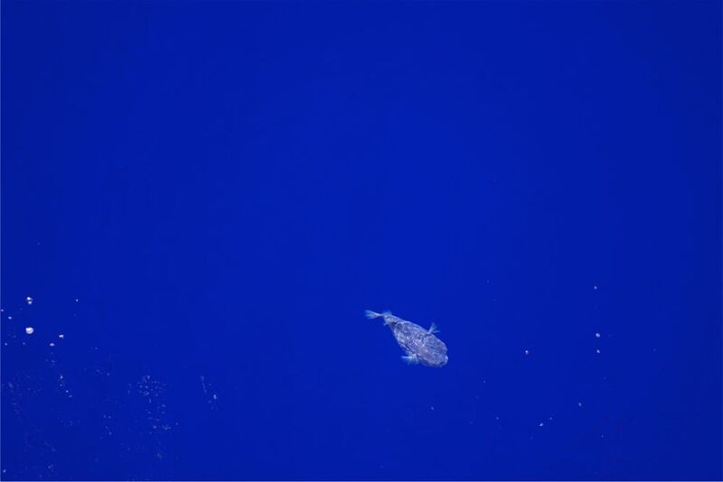 An Silvester bekamen die Forscher Besuch von diesem Kugelfisch.  (© MPI f. marine Mikrobiologie/ Tim Ferdelman)