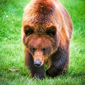 Bei Grizzlybären überstehen die Muskeln den Winterschlaf beinahe unbeschadet. Forscher suchen nun nach den Mechanismen, um so auch bettlägerigen Menschen zu helfen.