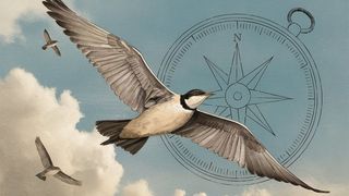 Der Orientierungssinn der Zugvögel könnte auf einem magnetisch sensitiven Protein im Auge basieren (Symbolbild). (Bild: KI-generiert mit ideogram.ai)