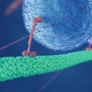 Motorproteine - Frachtlieferanten der Zelle  Motorproteine sind faszinierende biomolekulare Motoren, die chemische Energie aus der ATP-Hydrolyse in mechanische Bewegung umwandeln. Diese Motoren umfassen Myosine, Kinesine und Dyneine und spielen eine zentrale Rolle bei der intrazellulären Bewegung. Myosine interagieren mit Aktinfilamenten und sind entscheidend für Muskelkontraktion und Zellbewegung. Kinesine transportieren Vesikel entlang von Mikrotubuli in Richtung des Plus-Endes, während Dyneine in die entgegengesetzte Richtung arbeiten, was sie essenziell für die Bewegung von Cilien und Flagellen macht. Diese Motoren sind unverzichtbar für die Zellorganisation, den Organellentransport und die Zellteilung. Defekte in diesen biomolekularen Motoren können zu Krankheiten wie neurologischen Störungen und Myopathien führen. Lesetipp: Bauanleitung für Synapsen entschlüsselt Hier finden Sie mehr Informationen zu molekularen Motoren (Bild: ©  Sebastian Kaulitzki - stock.adobe.com)