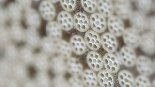 Inge produziert  am Standort Greifenberg Ultrafiltrationsmembranen für die Wasseraufbereitung. (BASF)