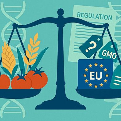 Das EU-Parlament plant, die Regeln zur Kennzeichnungspflicht für gentechnisch veränderte Lebensmittel zu lockern. Was dies für Verbraucher, Landwirte und die Versorgungssicherheit mit Lebensmittteln bedeutet, lesen Sie hier. (Bild: GPT Image Editor / KI-generiert)