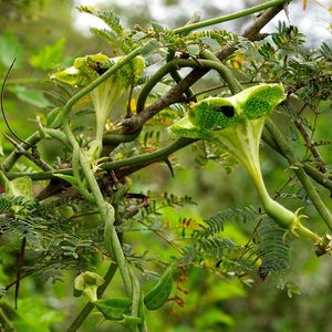 Fallschirm-Leuchterblume auf einer Akazie.