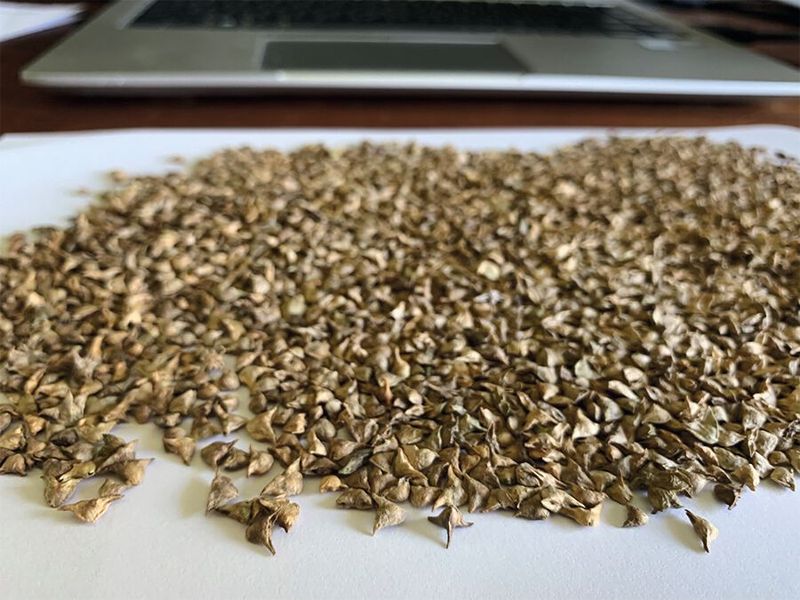 Spinatsamen sind empfindlich. (Bild: Lindor)