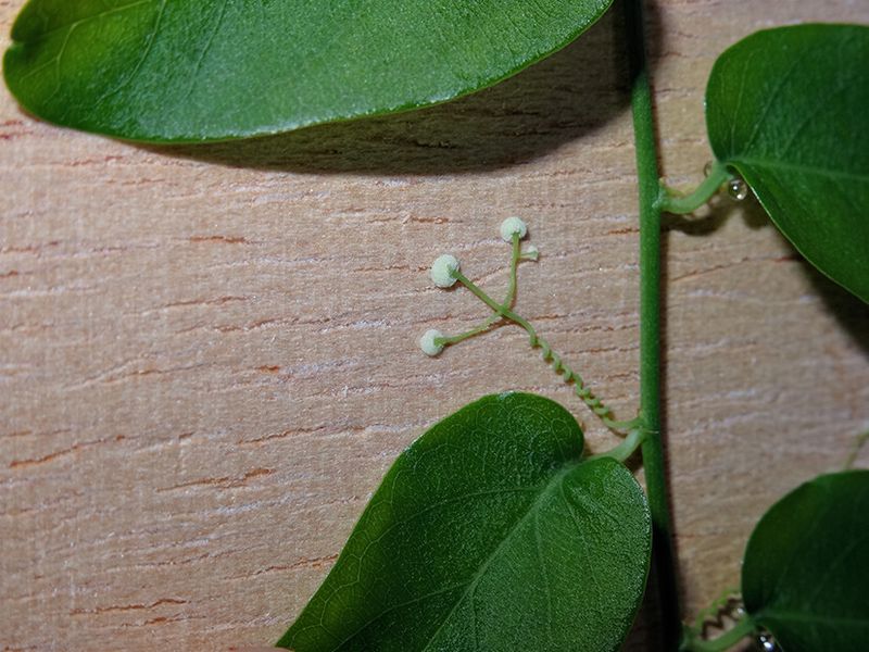 Das Modell-Haftsystem einer Passionsblume ist Ideengeber für ein interdisziplinäres Forschungsprojekt, welches die Lebensdauer von chemischen Verbundsystemen und eine verbesserte Toleranz gegenüber seismischen Belastungen zum Ziel hat. (Bild: Fischerwerke)