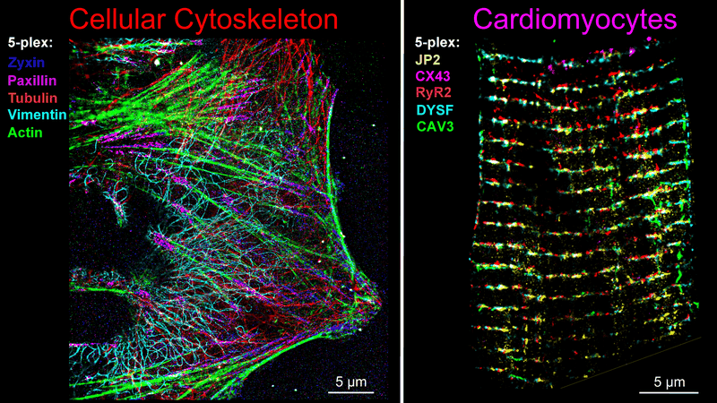 Abb. 1: Fünffach-multiplexierte DNA-PAINT-Super-Resolution-Aufnahme mit automatisiertem mikrofluidischem Lösungswechsel.(Bild:  III. Physikalisches Institut Biophysik, Universität Göttingen; Adaptiert nach Basak et al., ACS Nano 20 (2026), unter der Lizenz CC BY 4.0)