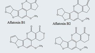 Abb.1: Strukturformeln der relevanten Aflatoxine B1, B2, G1 und G2. B1 tritt am häufigsten auf und hat wegen seines karzinogenen Effektes auch das höchste Gefahrenpotential. (Archiv: Vogel Business Media)