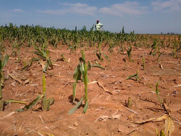 Maisfeld in Ghana: Die Produktivität von Anbauflächen für Biomasse in Afrika beträgt nur knapp die Hälfte des Weltdurchschnitts. (Kaderi Bukhari/ZEF)