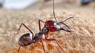 Die Silberameise gilt als schnellste Ameise der Welt. (Prof. Harald Wolf)