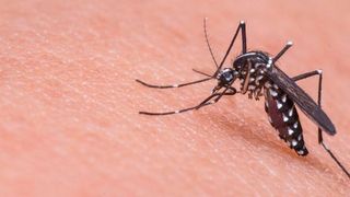 Bei den "The UAE Drones for Good Awards 2016" stehen 20 hilfreiche Drohnen im Halbfinale. Auch ein Prototyp des Moskitocopters zur Bekämpfung von Krankheiten wie Malaria, Zikafieber und Dengue des Flugroboter-Unternehmesn Height Tech steht in Dubai in der Endrunde. (CC0 Public Domain, pixabay.com)