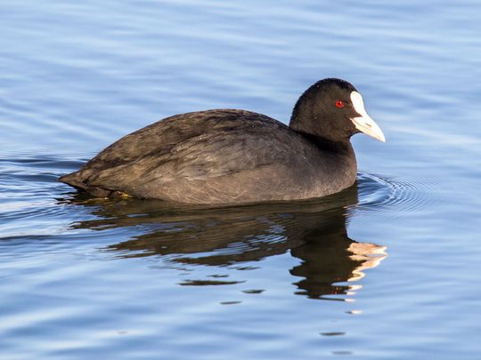 Die Natur passt sich an die kuriosesten Verhältnisse an! Ein weiteres Beispiel dafür ist, dass Blässhühner in Amsterdam Kunststoffabfälle – vor allem aus dem Verpackungsbereich – nutzen, um ihre Nester zu bauen. Das hat für die schwarzen Wasservögel sogar einige Vorteile ...(Bild:  NABU)