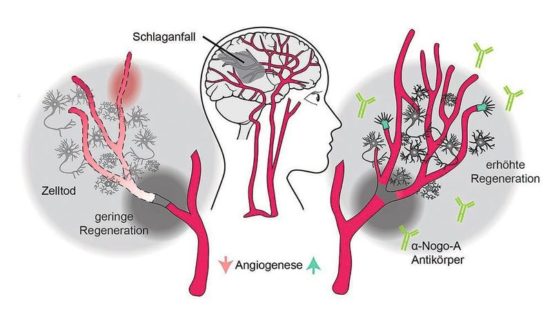 Wird Nogo-A blockiert, begünstigt dies das Wachstum der Blutgefäße (Angiogenese) um das vorbetroffene Hirnareal und verbessert den neuronalen Regenerationsprozess. (Ruslan Rust)