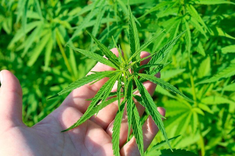 Das BfArM hat die verbliebenen vier Zuschläge für den Anbau von Cannabis zu medizinischen Zwecken erteilt. (gemeinfrei)