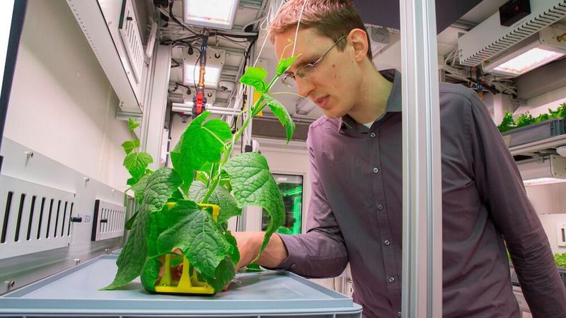 Wissenschaftler inspiziert die Pflanzen im Eden ISS Gewächshaus.  (EDEN ISS / CC BY 3.0)