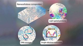 Auf Chips aus halbleitender Nanocellulose lassen sich Informationen in Form von DNA speichern. Lichtgesteuerte Proteine lesen die Informationen ab. (Bild: Lehrstuhl für Bioinformatik / Universität Würzburg)