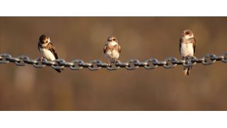 Um ein bekanntes Sprichwort zu misshandeln: Drei Schwalben machen noch keinen Sommer, soll heißen: Noch steckt Blockchain in den Kinderschuhen, doch das Potenzial für die Transaktionsverarbeitung ist riesig.  (farbkombinat)