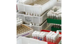 Im Labor leben die Fruchtfliegen in kleinen Glasgefäßen. (Bild: Michael Bernkopf/Vetmeduni Vienna)