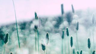 Impfung gegen Gräserpollen Allergie: Vier Injektionen im ersten Jahr und einer Auffrischung im zweiten Behandlungsjahr sollen die Symptome um mindestens 25 Prozent lindern (gemeinfrei)