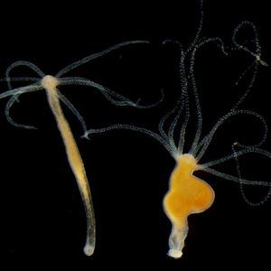 Ein Tumor-tragender Hydra-Polyp (rechts) neben einem gesunden Tier (links)