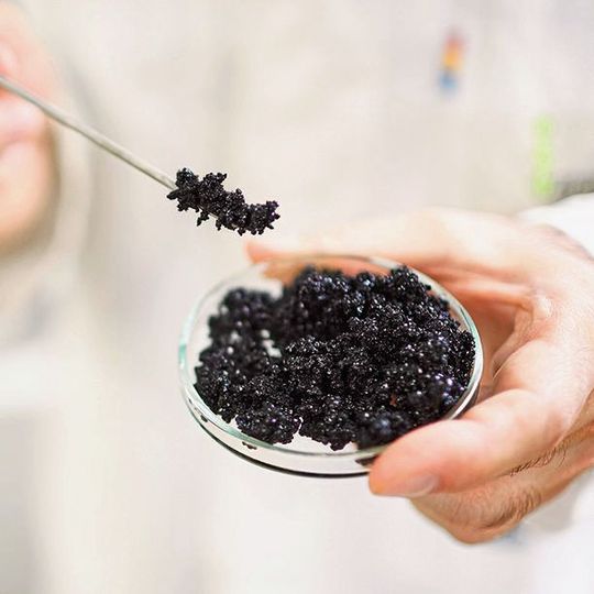 Mit diesen Granulaten wird Arsen aus Trinkwasser entfernt.(Bild:  GEH Wasserchemie)