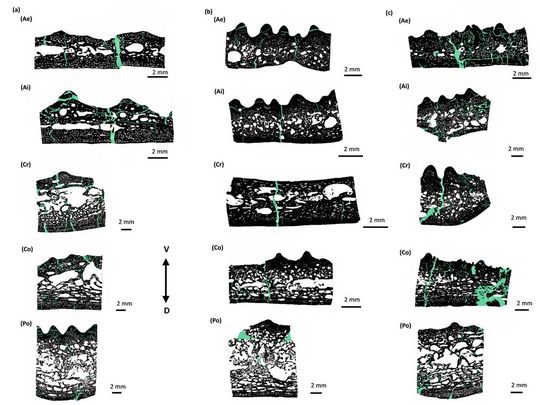 Dünnschliffbilder von Metoposaurus-Zwischenschlüsselbeinen: - Der Maßstabsbalken an der Seite dient zum Vergleich der Dicke an verschiedenen Stellen im Inneren. D steht für dorsal (nach hinten) und V für ventral (zum Bauch hin). (Bild:  Sudipta Kalita)